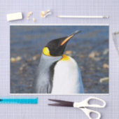 Penguin Portrait Tissuepapier (Craft)