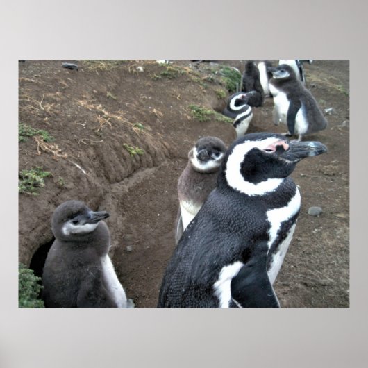 Penguin Poster (Voorkant)