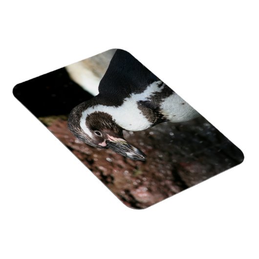 Penguin Premium Magnet Magneet (Rechterzijde)
