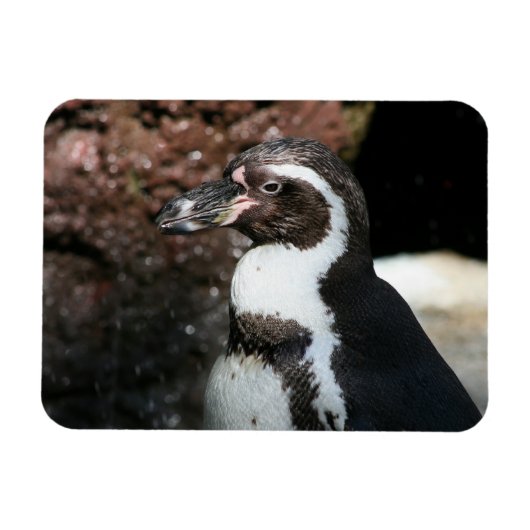 Penguin Premium Magnet Magneet (Horizontaal)