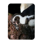 Penguin Premium Magnet Magneet (Verticaal)