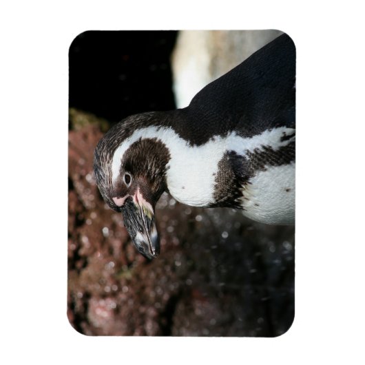 Penguin Premium Magnet Magneet (Verticaal)