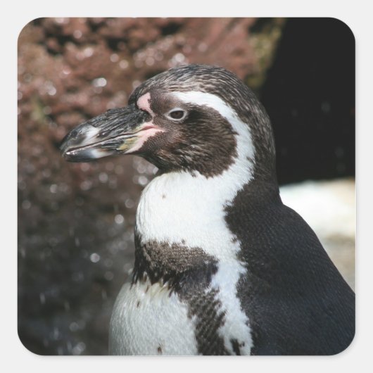 Penguin Sticker (Voorkant)