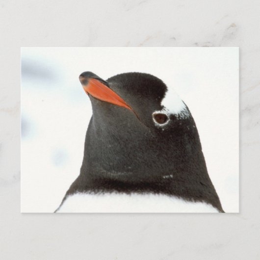Penguin-tastic Briefkaart (Voorkant)
