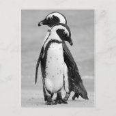 Penguin Two Briefkaart (Voorkant)