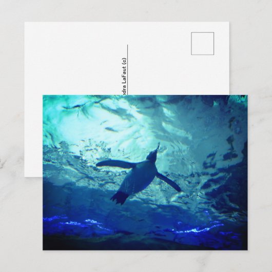 Penguin Zwemmen Briefkaart (Voorkant / Achterkant)