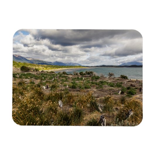 Penguinera Magneet (Horizontaal)