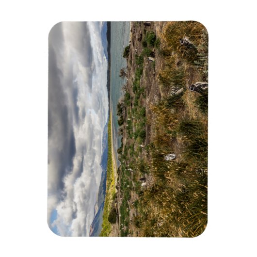 Penguinera Magneet (Verticaal)