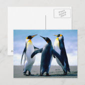 Penguins afspelen briefkaart (Voorkant / Achterkant)