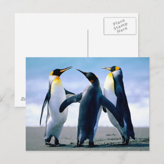 Penguins afspelen briefkaart (Voorkant / Achterkant)