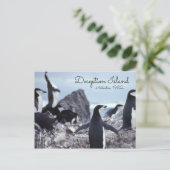 Penguins Antarctica Deception Island Briefkaart (Staand voorkant)
