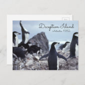 Penguins Antarctica Deception Island Briefkaart (Voorkant / Achterkant)