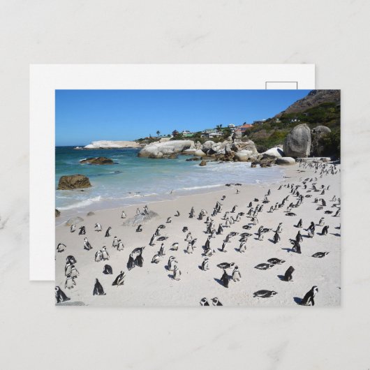 Penguins Boulders Beach | Zuid-Afrika Briefkaart (Voorkant / Achterkant)