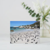 Penguins Boulders Beach | Zuid-Afrika Briefkaart (Staand voorkant)