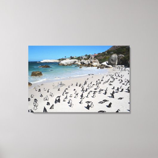 Penguins Boulders Beach | Zuid-Afrika Canvas Afdruk (Voorkant)