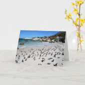 Penguins Boulders Beach | Zuid-Afrika Kaart (Gele Bloem)