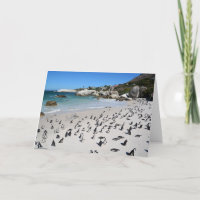 Penguins Boulders Beach | Zuid-Afrika