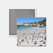 Penguins Boulders Beach | Zuid-Afrika Magneet (Voorkant / Achterkant)