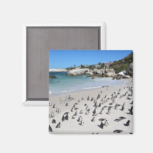 Penguins Boulders Beach | Zuid-Afrika Magneet (Voorkant / Achterkant)