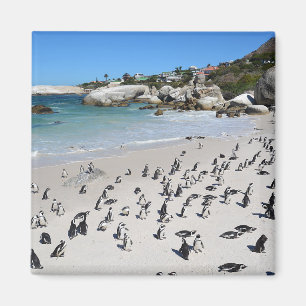Penguins Boulders Beach   Zuid-Afrika Magneet