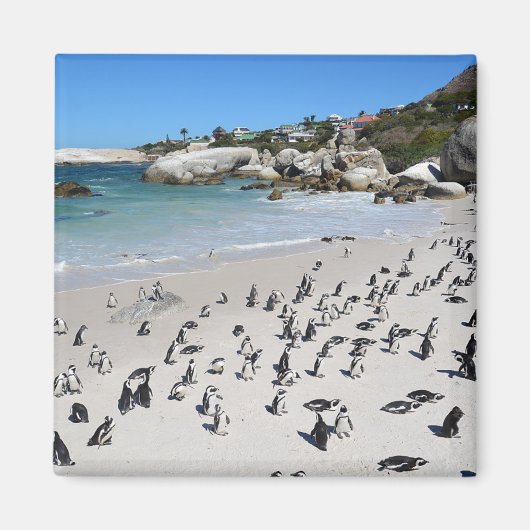 Penguins Boulders Beach | Zuid-Afrika Magneet (Voorkant)