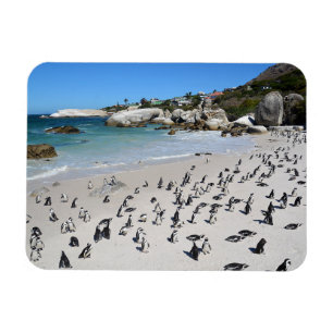 Penguins Boulders Beach   Zuid-Afrika Magneet