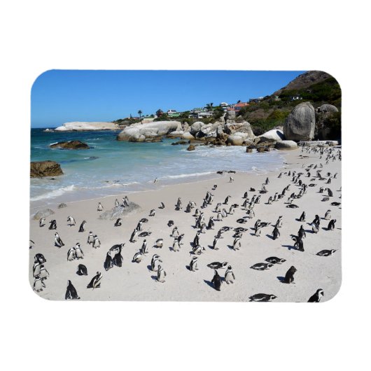 Penguins Boulders Beach | Zuid-Afrika Magneet (Horizontaal)
