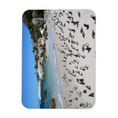 Penguins Boulders Beach | Zuid-Afrika Magneet (Verticaal)