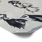 Penguins Boulders Beach | Zuid-Afrika Poster (Hoek)