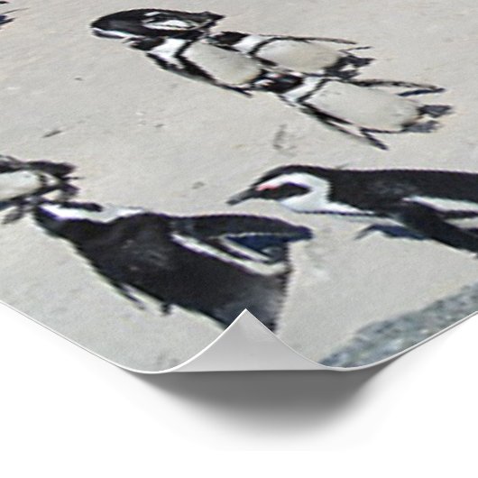 Penguins Boulders Beach | Zuid-Afrika Poster (Hoek)