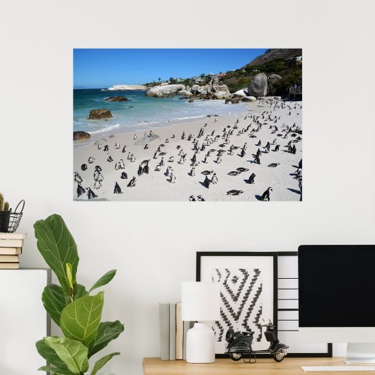 Penguins Boulders Beach | Zuid-Afrika Poster (Thuiskantoor)