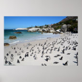 Penguins Boulders Beach | Zuid-Afrika Poster (Voorkant)