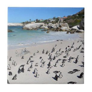 Penguins Boulders Beach   Zuid-Afrika Tegeltje