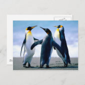 Penguins- Foto Maravilhosa Briefkaart (Voorkant / Achterkant)