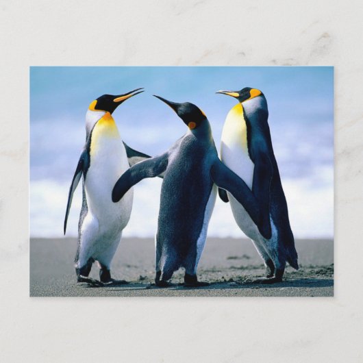 Penguins- Foto Maravilhosa Briefkaart (Voorkant)