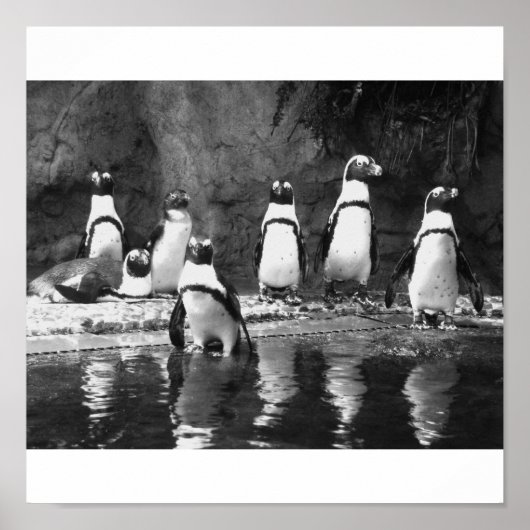 Penguins Galore Poster (Voorkant)