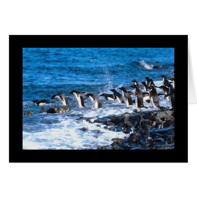 Penguins Leaping (Voorkant Horizontaal)