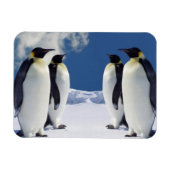 Penguins Magnet Magneet (Horizontaal)