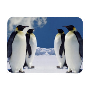 Penguins Magnet Magneet