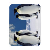 Penguins Magnet Magneet (Verticaal)