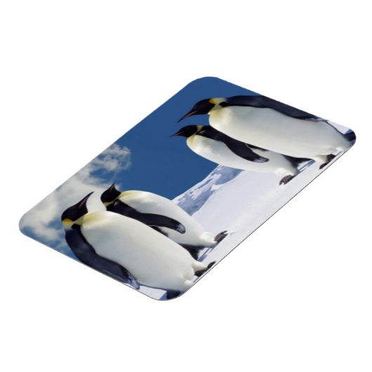 Penguins Magnet Magneet (Linkerzijde)