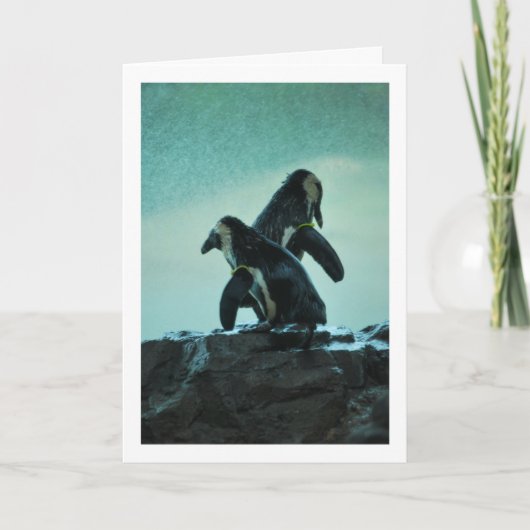 Penguins on Rock Kaart (Voorkant)