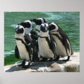 Penguins Photo Print (Voorkant)