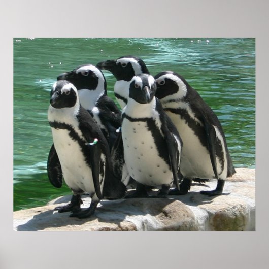 Penguins Photo Print (Voorkant)