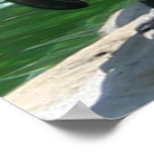 Penguins Photo Print (Hoek)