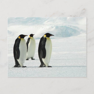 Penguins Three Briefkaart