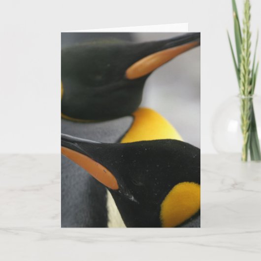 Penguins Wenskaart Kaart (Voorkant)