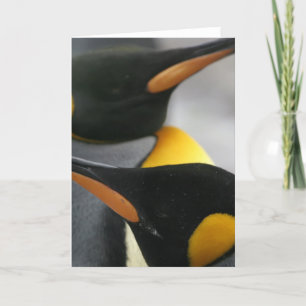 Penguins Wenskaart Kaart