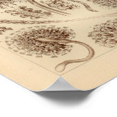 Pennatulida-kleur Ernst Haeckel afdrukken Poster (Hoek)