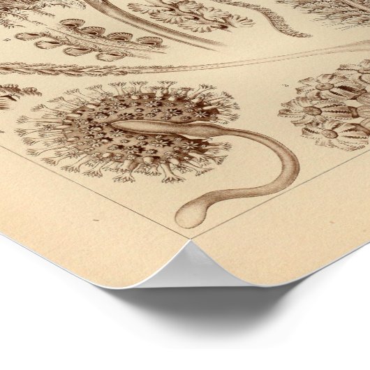  Pennatulida-kleur Ernst Haeckel afdrukken Poster (Hoek)